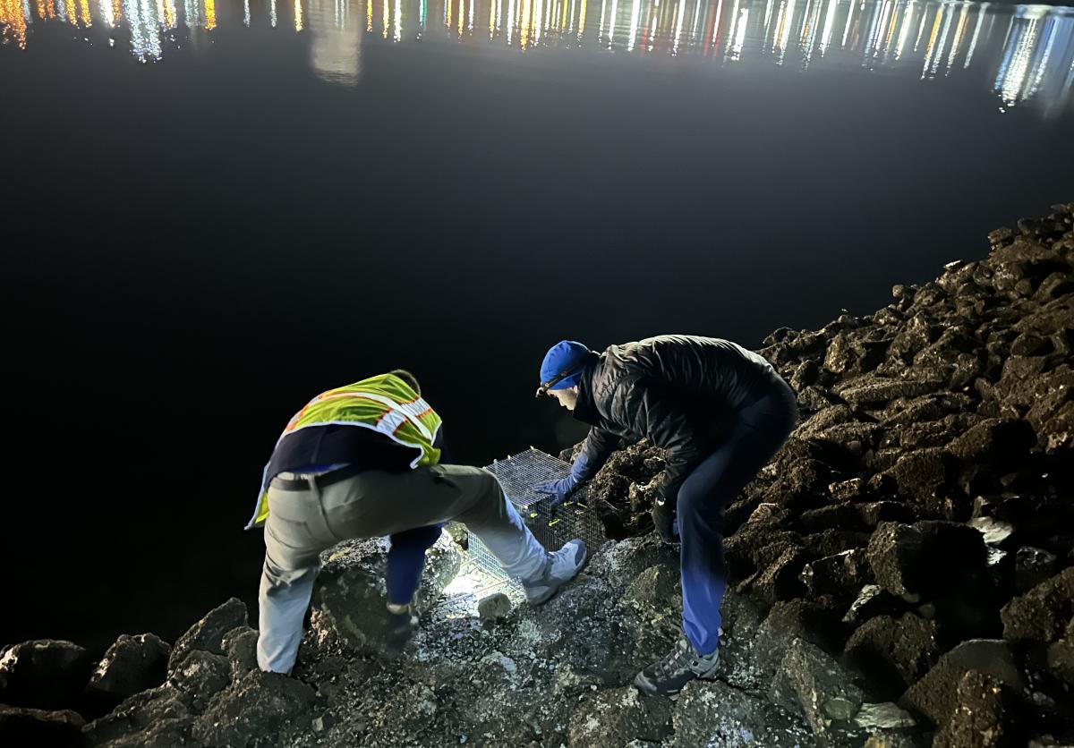 Port of Tacoma employees place cages of mussels in Commencement Bay