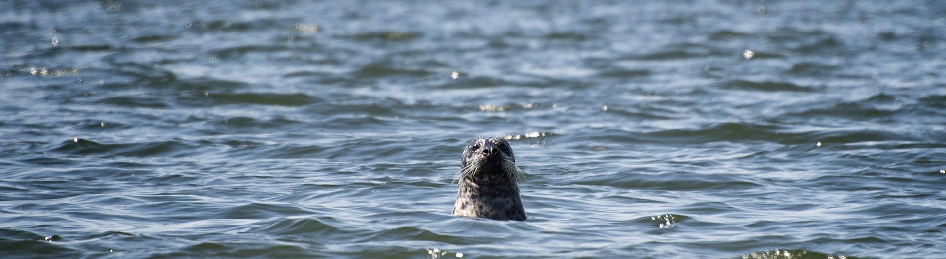 A seal in Commencement Bay